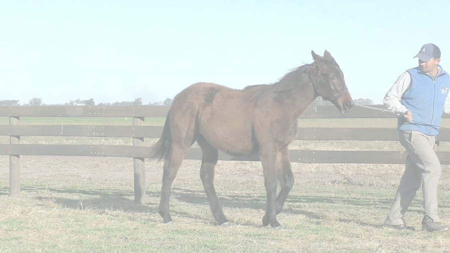 Lote TORTURA BORRACHO (BACKYARD HEAVEN - LA ARROCERA DEL SUR)