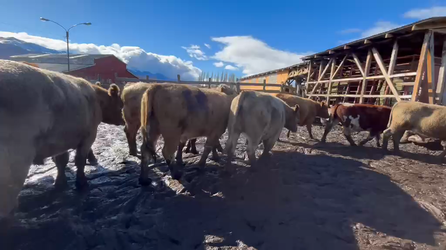 Lote 16 Novillo Engorda en Coyhaique, XI Región Aysén