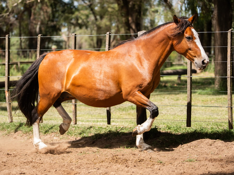 Lote Mañanera Rigurosa