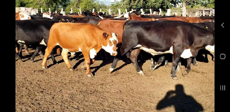 Lote 50 Novillos en Villaguay, Entre Ríos