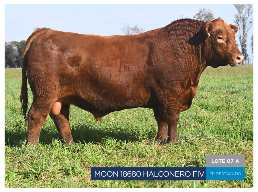 Lote RP 18680 Y 2282 - Toro PP