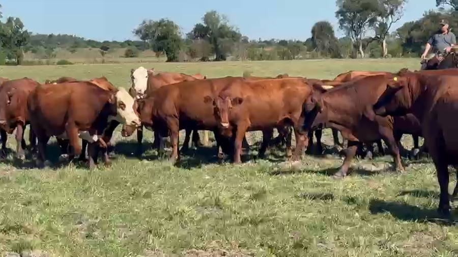 Lote 42 Vacas CUT preñadas