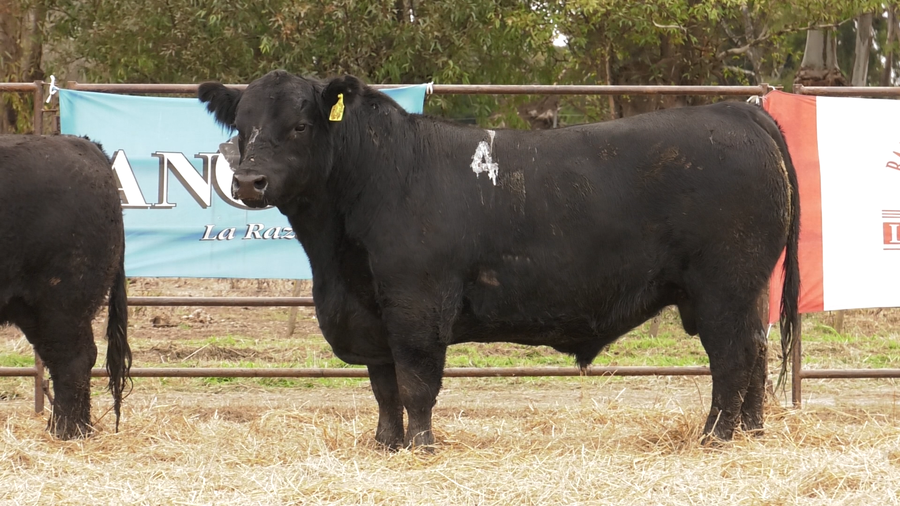 Lote TOROS ANGUS NEGROS  PC