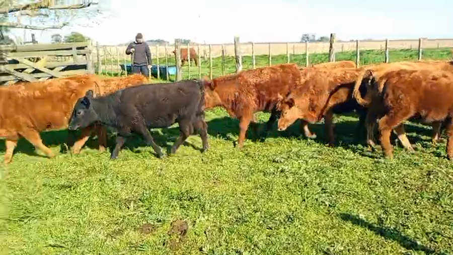 Lote 15 Terneras en Rauch