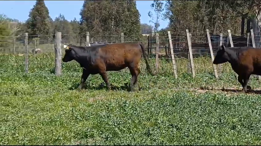 Lote 5 Terneras ANGUS a remate en Remate Presencial en OMBUES DE LAVALLE
