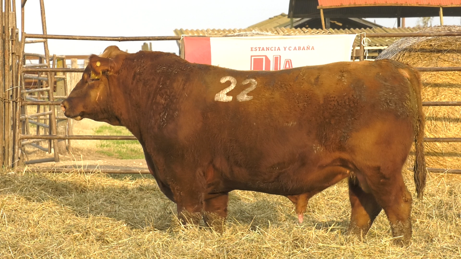 Lote TOROS ANGUS COLORADOS  PC