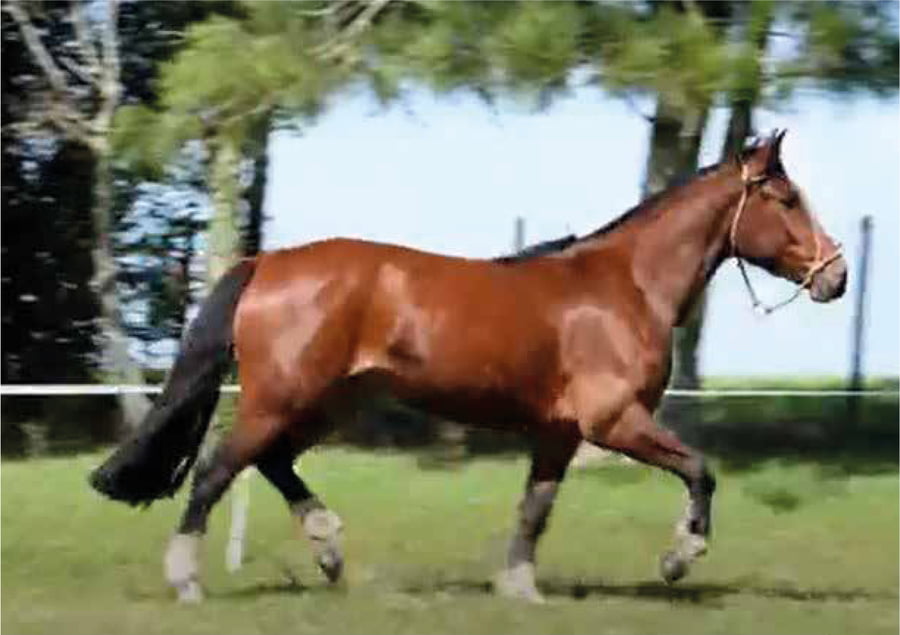 Lote El Gavilán Naranja Mecánica (RP 450) Cabaña "El Gavilán"