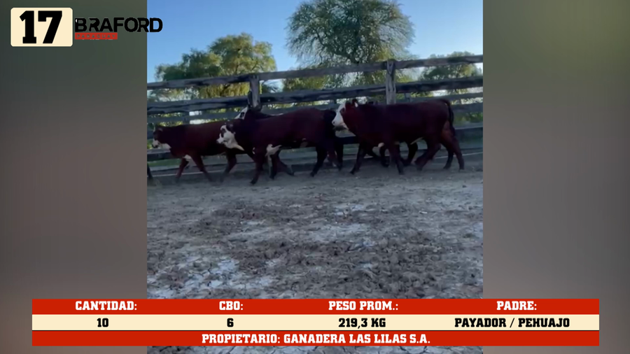 Lote LOTE 17