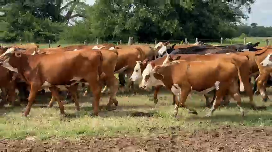 Lote 60 Vaquillonas en Corrientes, San Miguel