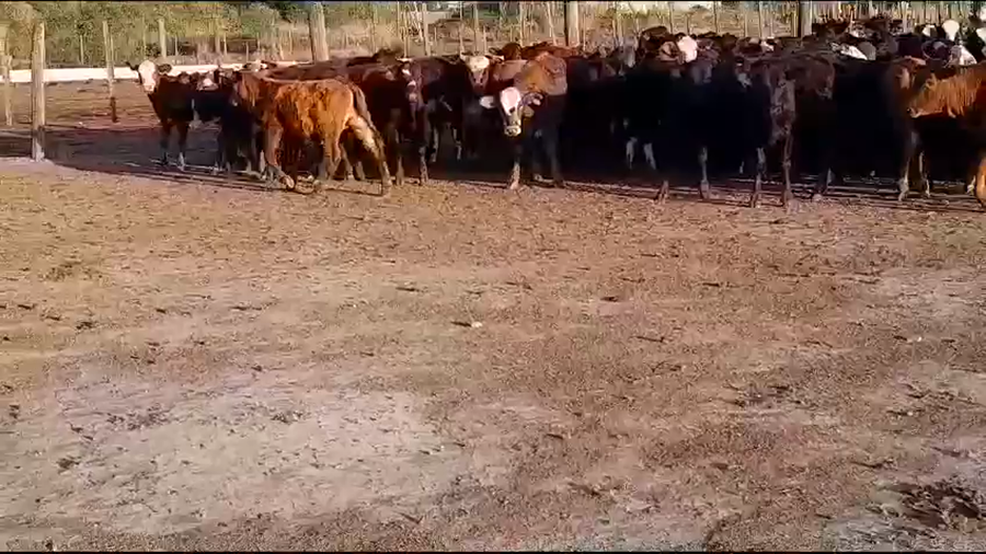 Lote 225 Terneras en Villa Minetti, Santa Fe