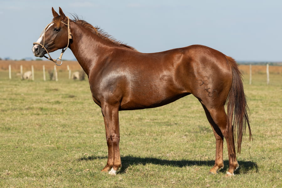 Lote AGUAY MARGHERTIA