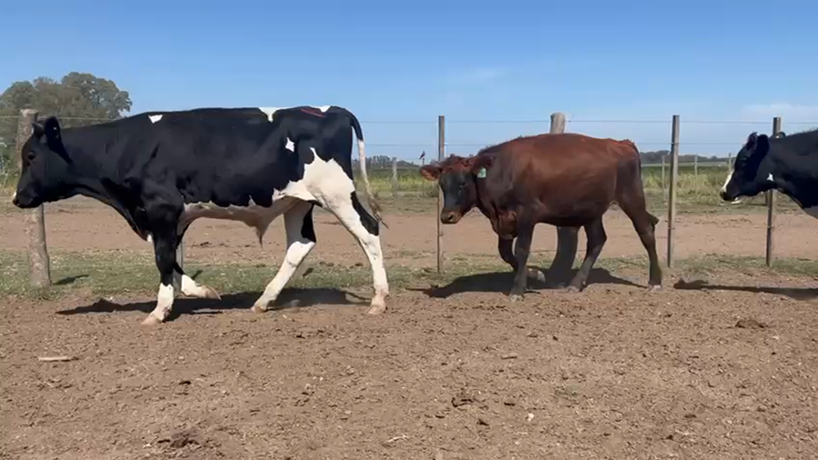 Lote 25 Novillitos