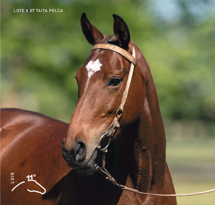Lote TAITA POLCA - T/E (MACHITOS CALIFITA - CLON 1 - TAITA BACHATA)
