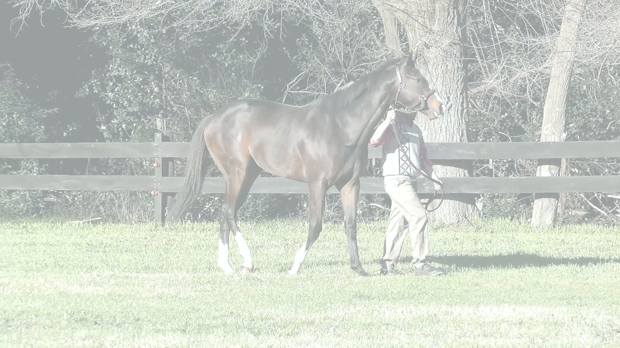 Lote ILARIO TIME (ANNALS OF TIME -  ILARIA)