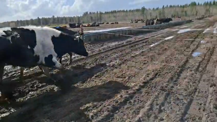 Lote 40 Novillo Gordo en Cabrero, VIII Región Biobío