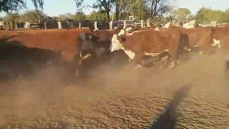 Lote 40 Vaquillonas preñadas en Villaguay, Entre Ríos