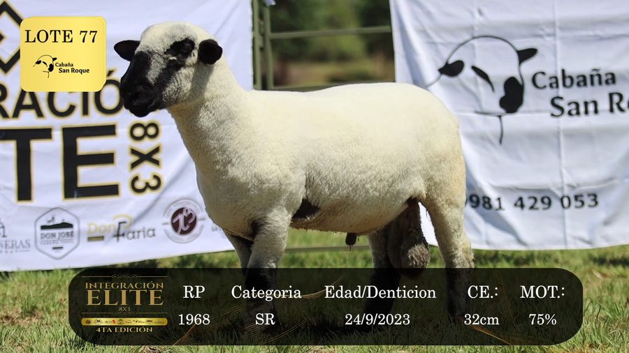 Lote LOTE 77