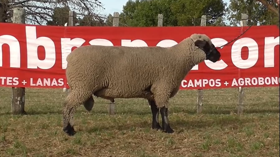 Lote 1 carnero 2 dtes MO numero 05