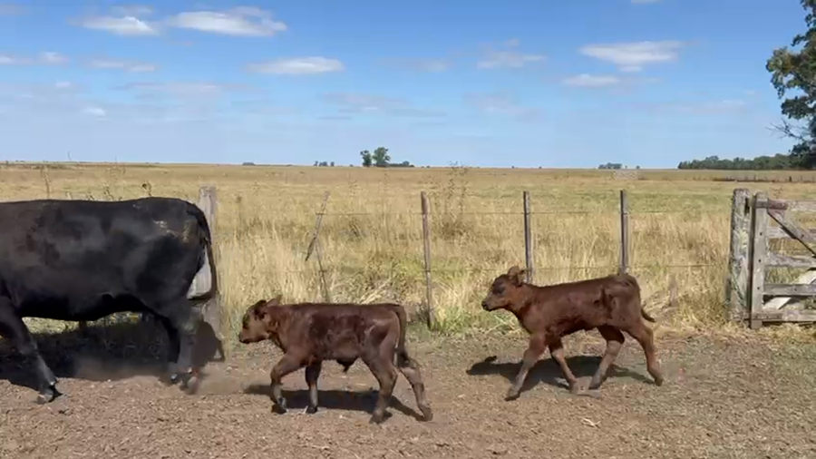 Lote 36 VACAS NUEVAS, MEDIO USO Y USADAS AL CORTE