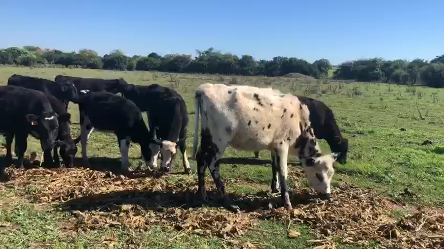 Lote 22 Terneros Holando y cruzas