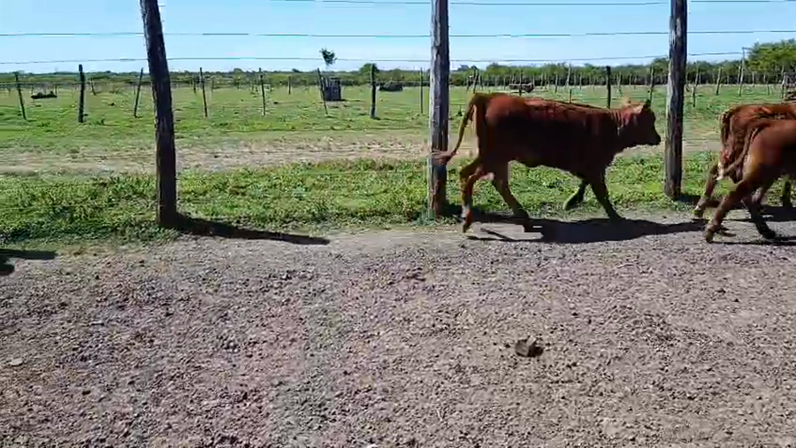 Lote 20 Terneros/as