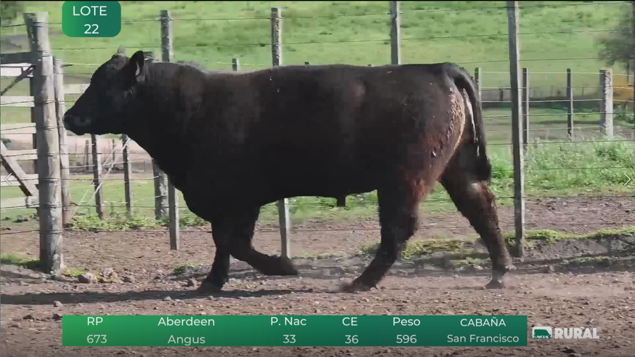 Lote Toros RP 673-692