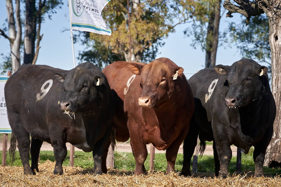 Lote "TRES MOLINOS" TOROS P.C