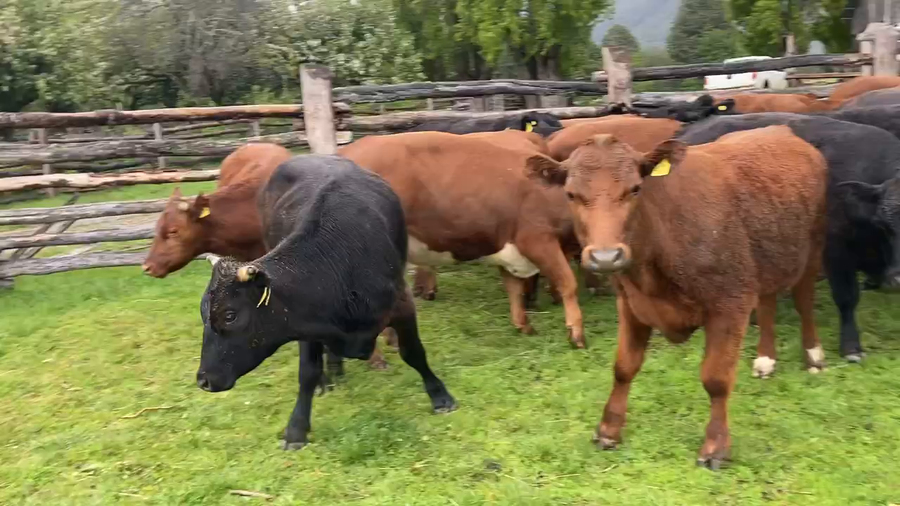 Lote 37 Novillo Engorda en Chile Chico, XI Región Aysén