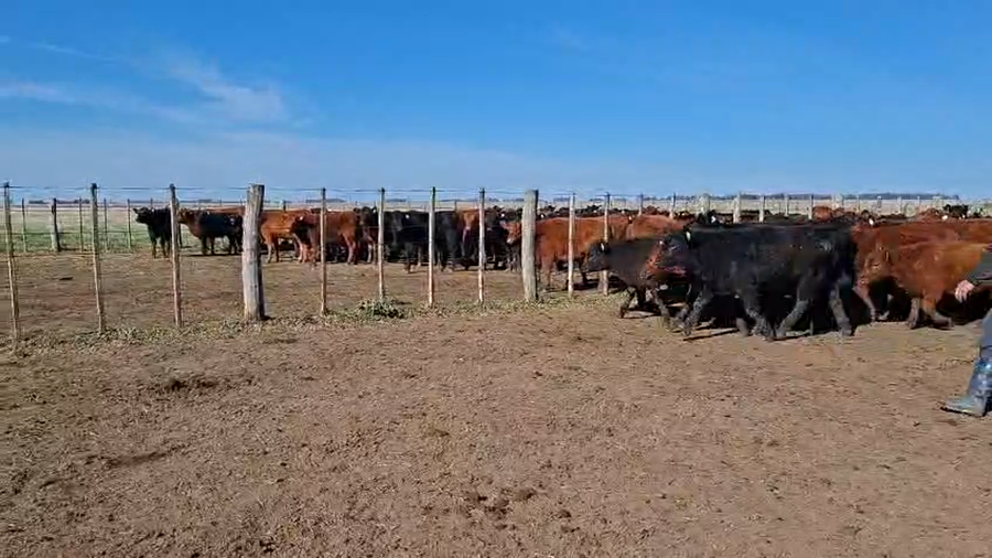 Lote 220 Terneros en Buenos Aires, Olavarría