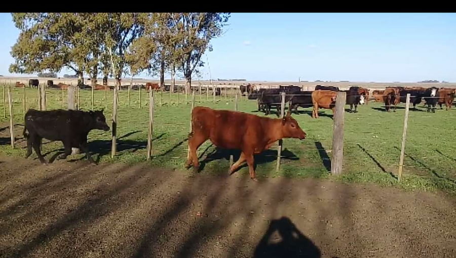 Lote 25 Terneros/as en Benito Juárez, Buenos Aires