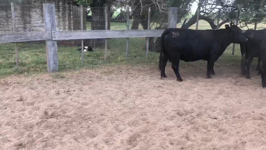 Lote 8 Vacas CUT preñadas en Pellegrini, Buenos Aires