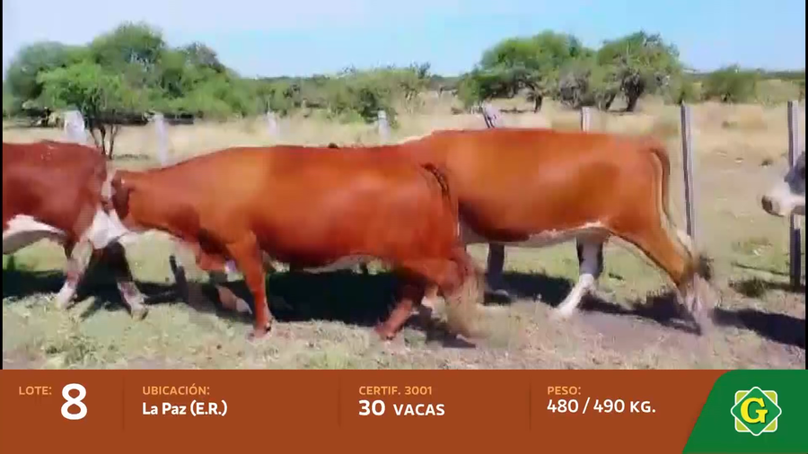 Lote Vacas en La Paz