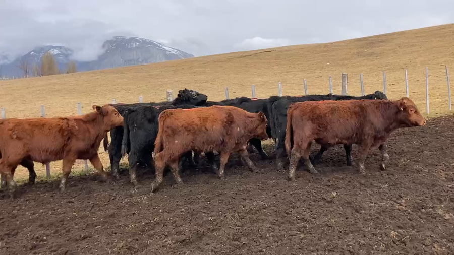 Lote 39 Ternero en Coyhaique, XI Región Aysén