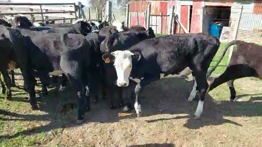 Lote 20 Vaquillonas Angus