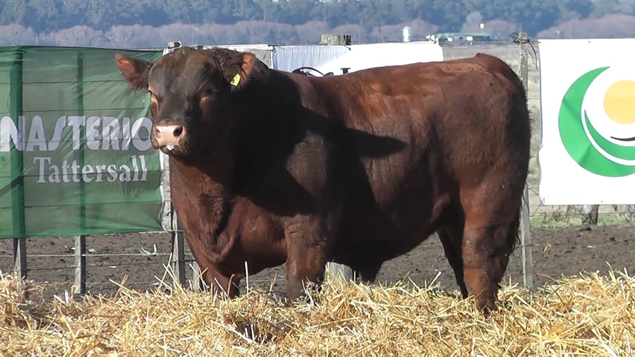 Lote TOROS PUROS POR CRUZA