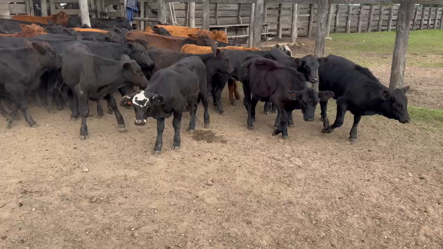 Lote 44 Terneros/as en Durazno, Entre Ríos