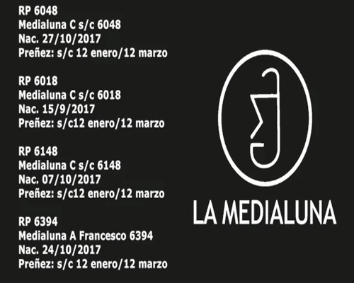 Lote VAQUILLONA BRANGUS PREÑADA