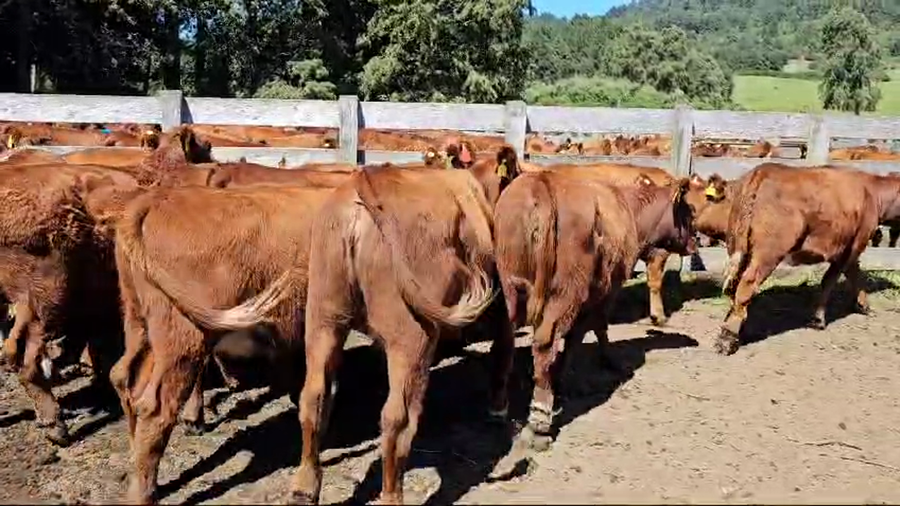 Lote 67 Vaquilla Engorda en Futrono, XIV Región Los Ríos