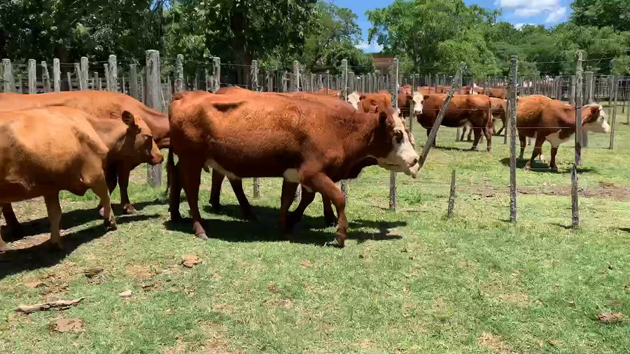 Lote 5 Vacas de Invernada en Melo, Cerro Largo