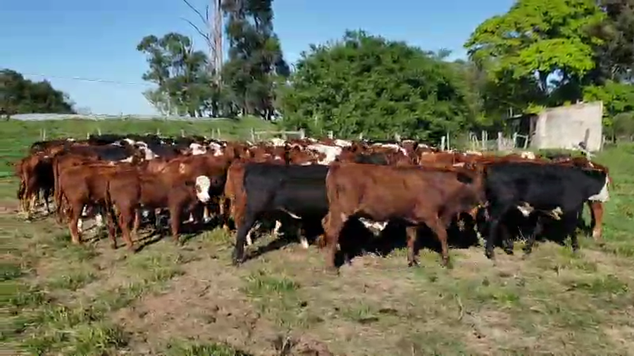 Lote 120 Terneros/as en Santa Rosa, Corrientes