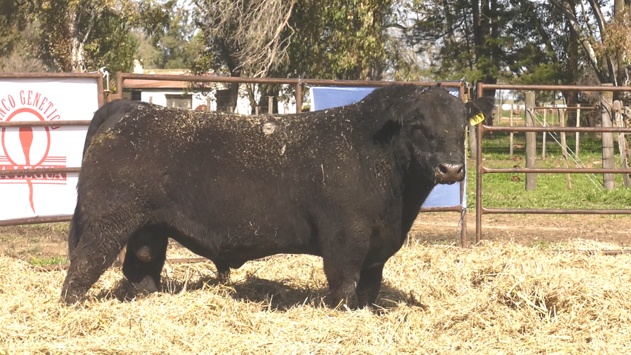 Lote TOROS ANGUS  PP