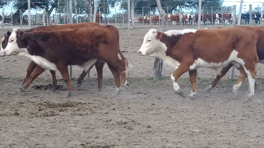 Lote 140 Terneros en Corrientes, Curuzu Cuatia