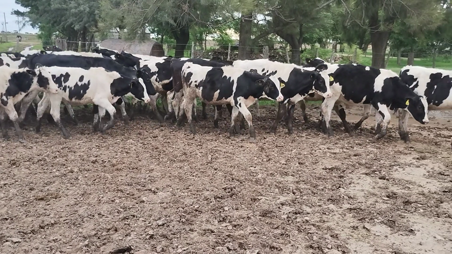 Lote 45 Novillitos Británicos en Brinkmann, Córdoba