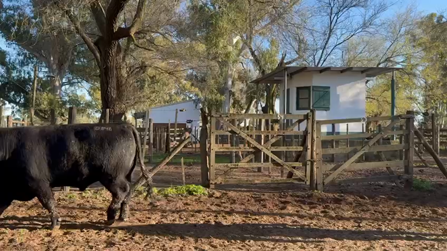 Lote TOROS PUROS DE PEDIGREE
