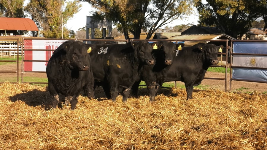Lote TOROS ANGUS NEGROS PC