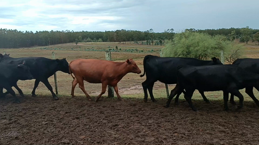 Lote 41 Vientres Preñados en Curtina, Tacuarembó