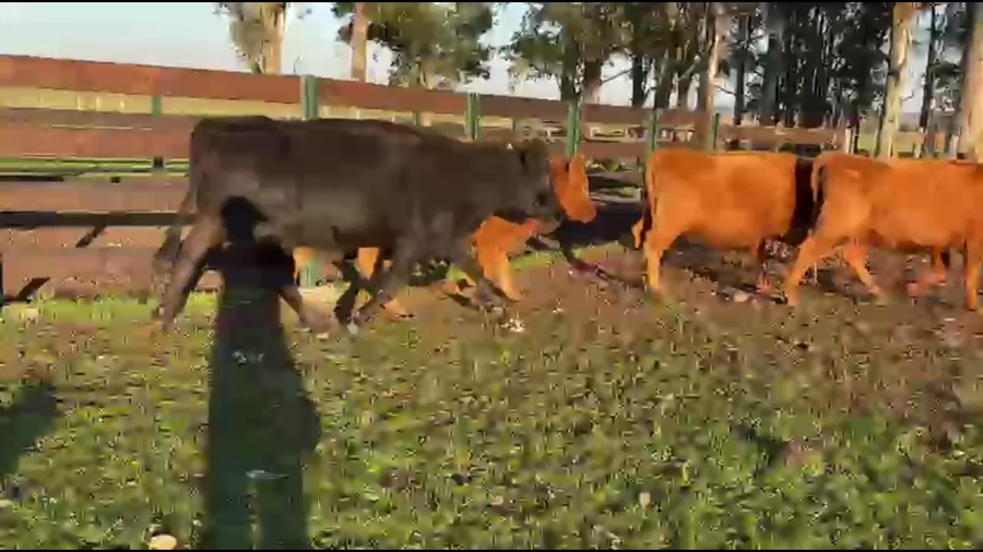 Lote VACAS PREÑADAS