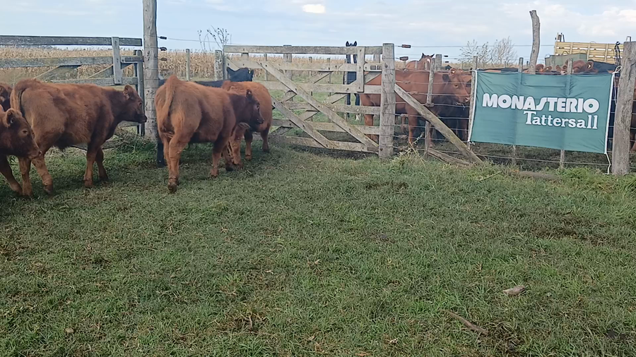 Lote 20 Terneros en Rauch