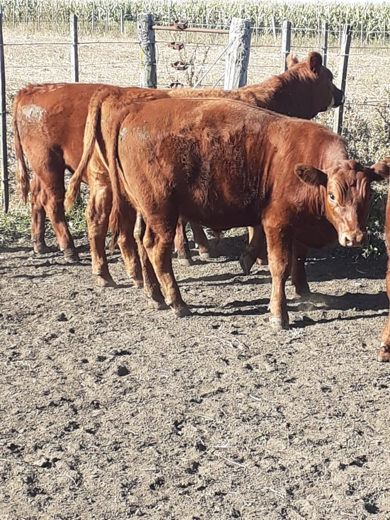 Lote 13 Terneros en Gral. Lamadrid, Buenos Aires