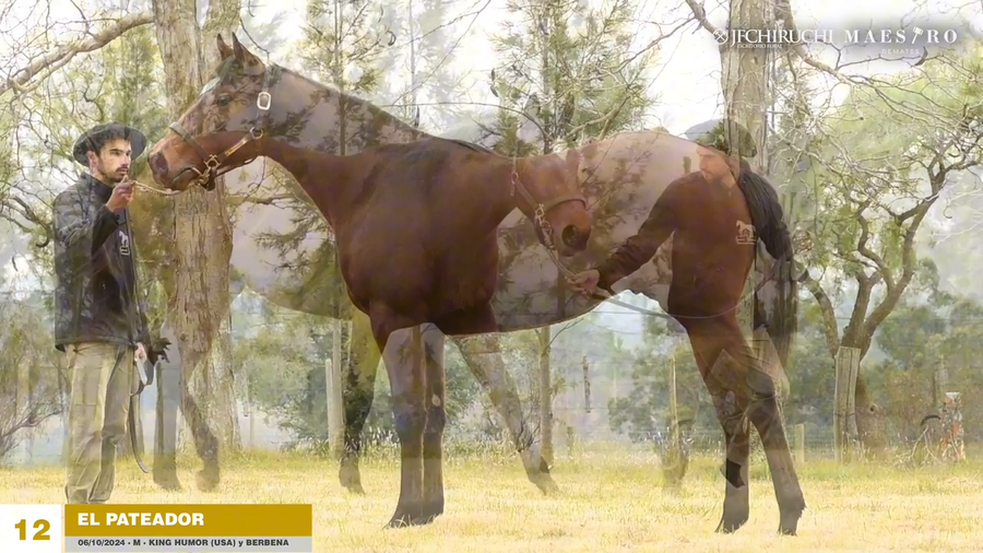 Lote EL PATEADOR